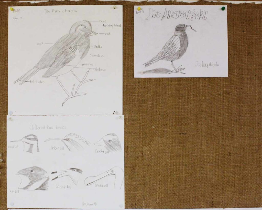 identifying birds