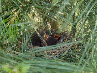 baby birds in nest