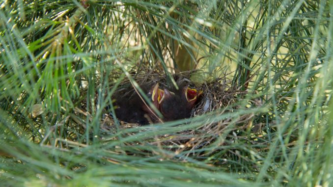 11080699_908011622570860_7929858385776821638_o baby birds in nest