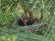 baby birds in nest